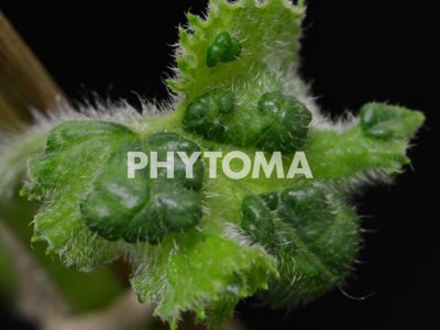 Watermelon mosaic virus (WMV)